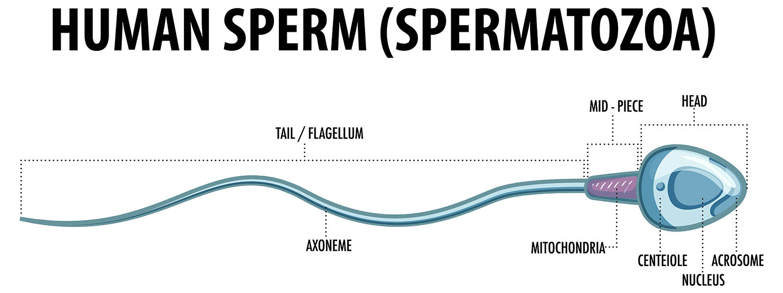 Azospermi tedavi seçenekleri: mikroTESE ile sperm bulma ve IVF planlaması